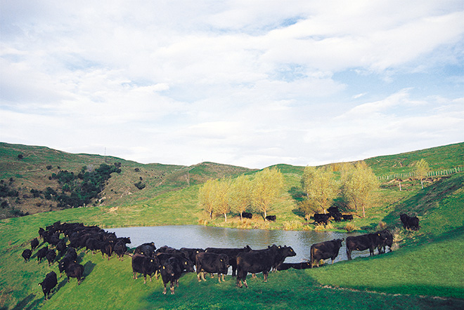 国土の約半分が緑に覆われているニュージーランド。牛もストレスがない。