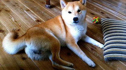 こちらがお預かりしたハチです。トレラン関係の写真を紹介しようか迷い、結局こちらにしました。