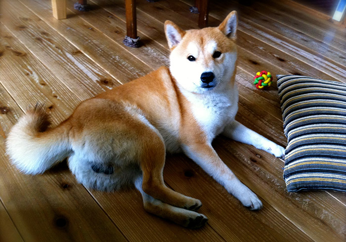 ターザン 雑誌 犬 オファー