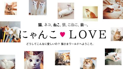 anan1957号：猫、ネコ、ねこ、猫、こねこ、猫…　にゃんこLOVE