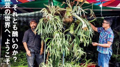 BRUTUS 808号：珍奇植物　いま一番、モードな園芸。