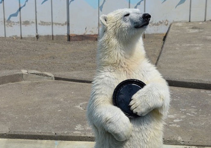 釧路市動物園のおちゃめなしろくま「ミルク」の写真集発売！ | colocal | マガジンワールド