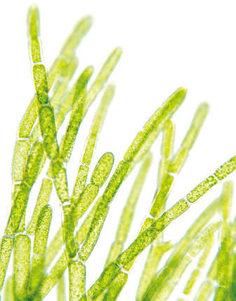 35億年前から野生する天然の藍藻類AFAブルーグリーンアルジー