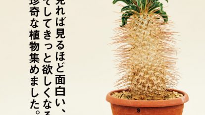 BRUTUS 821号：まだまだ珍奇植物。モードな園芸2016 開幕編。