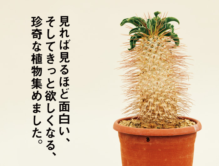 ブルータス 雑誌 植物 セール