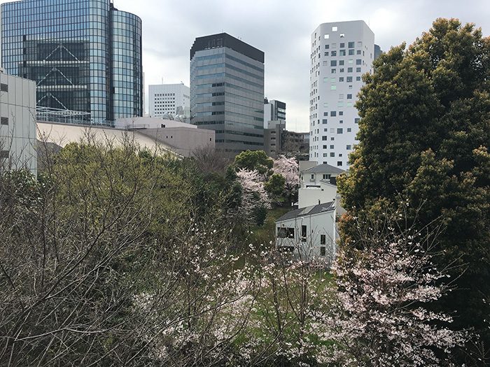 ハルウララ、桜満開中での撮影。がんちゃんは緑と太陽がよく似合ってました。