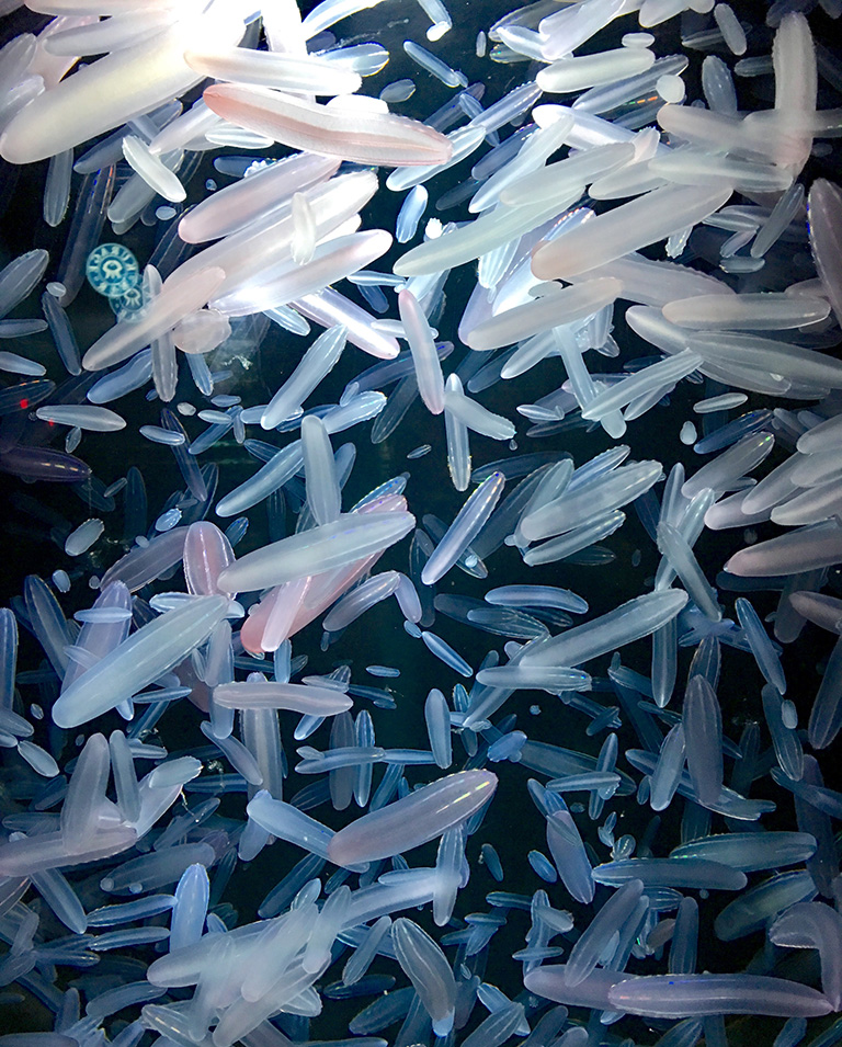 シンカイウリクラゲは、「櫛板」という体表の透明な板が光を反射して、泳ぐ時に七色に輝く！