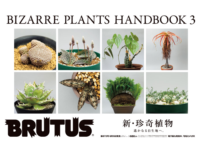 BRUTUS Mail No. 872 | Brutus Mail