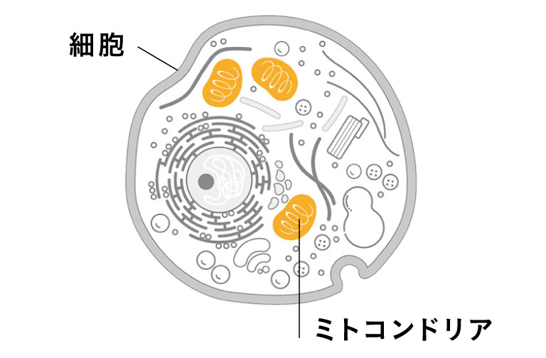 細胞・ミトコンドリアイメージ