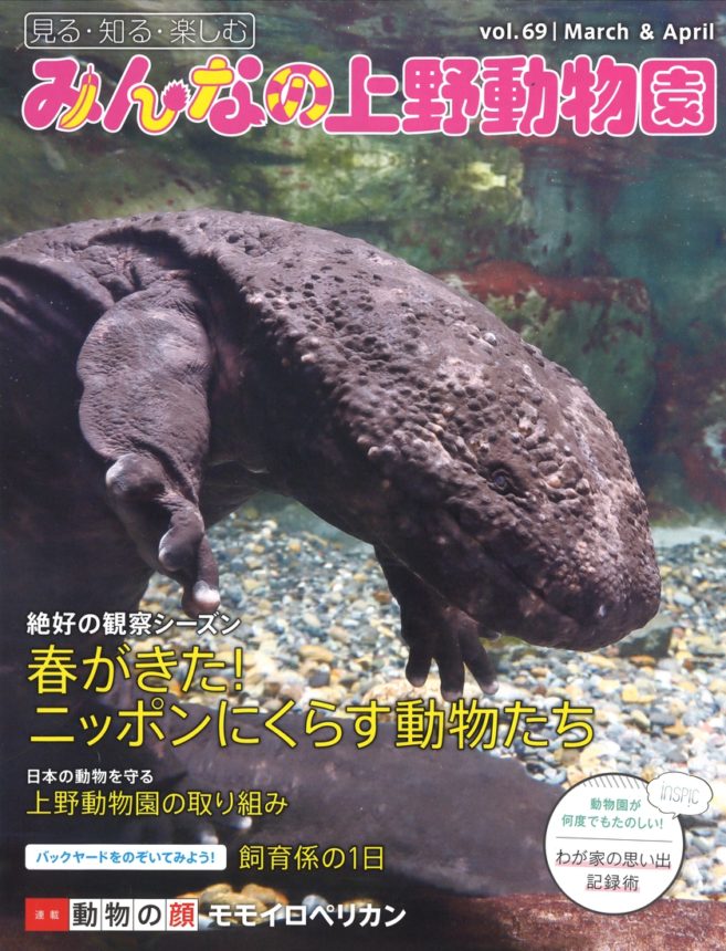 みんなの上野動物園 vol.69（オオサンショウウオ）