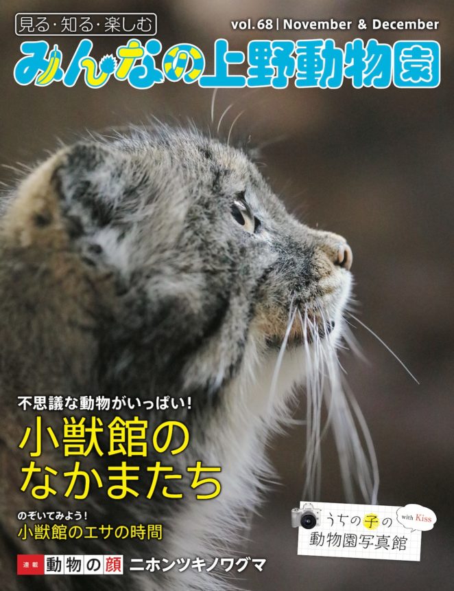 みんなの上野動物園 vol.68（マヌルネコ）